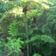 84- Grande fougere arborescente 